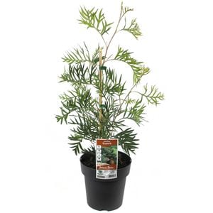 200mm Grevillea Superb - Grevillea banksii Bipinnatifida