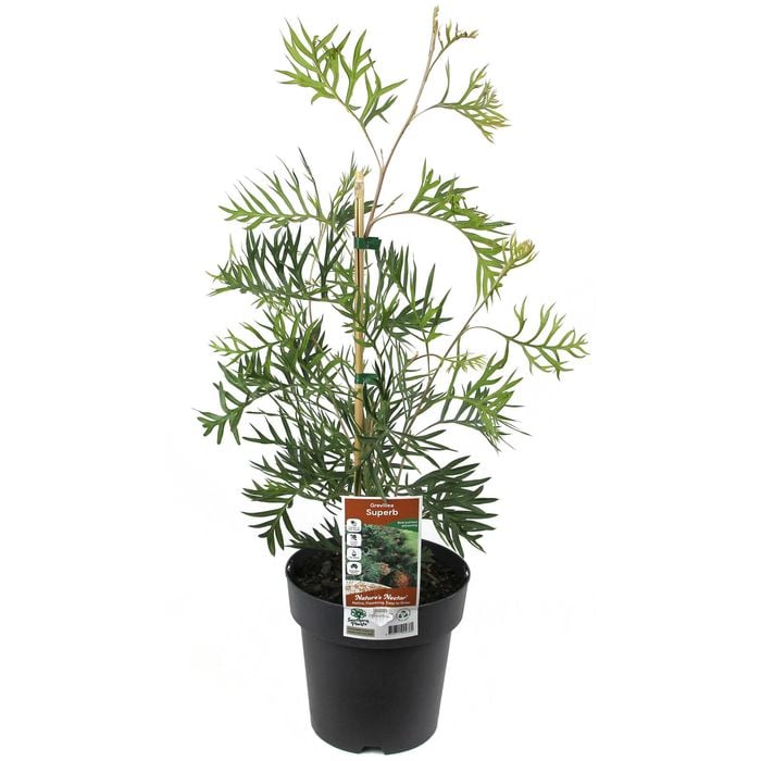 200mm Grevillea Superb - Grevillea banksii Bipinnatifida