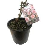200mm Bare Rooted PBR Assorted Rose - Rosa