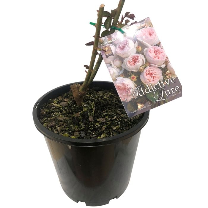 200mm Bare Rooted PBR Assorted Rose - Rosa