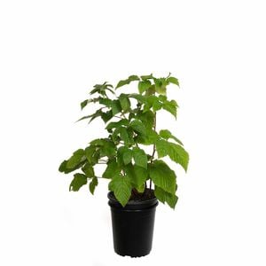 3.5L Raspberry Waiau - Rubus idaeus