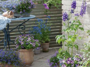 Flowers growing  in a courtyard.