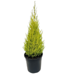 200mm Cupressus Lemon Scent - Cupressus macrocarpa