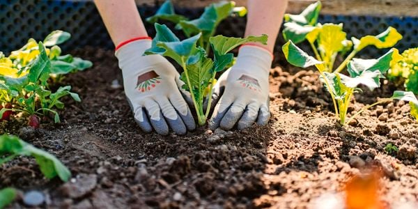 A person planting seedlings in a garden patch wearing garden gloves.