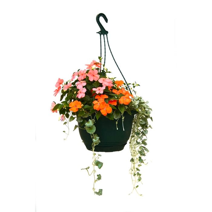 250mm Mixed Patio Flowering Hanging Basket