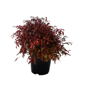 6L Nandina - Nandina domestica Pygmaea