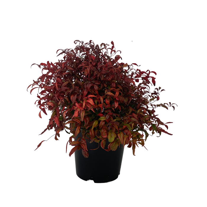 6L Nandina - Nandina domestica Pygmaea