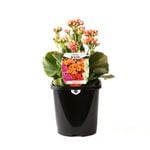 125mm Kalanchoe Calandiva - Kalanchoe blossfeldiana
