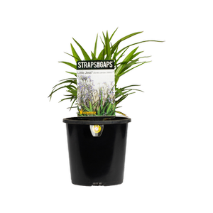 140mm Little Jess - Dianella caerulea