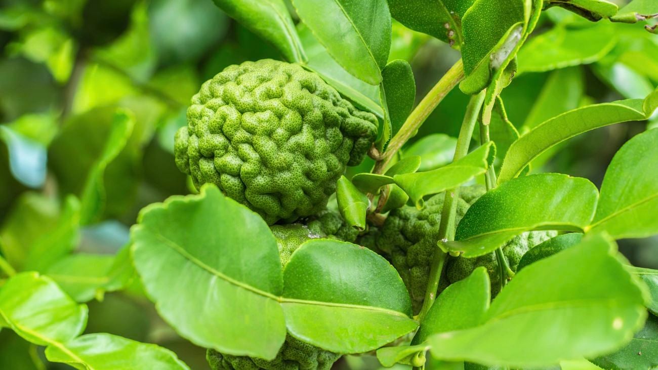 Close-up of makrut (kaffir) lime tree with fruit and leaves