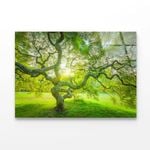 Japanese Maple Tree  Print 100% Australian Made 120 x 90cm  (Acrylic)