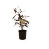 140mm Ivory Curl Tree - Buckinghamia celsissima
