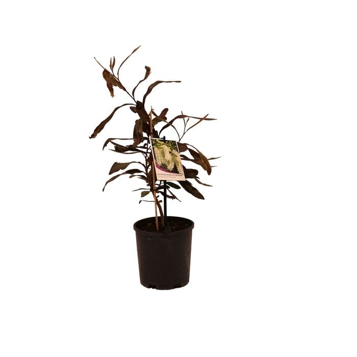 140mm Ivory Curl Tree - Buckinghamia celsissima