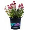 14cm Nemesia 'Strawberry Ripple' - Nemesia