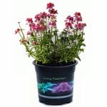 14cm Nemesia 'Strawberry Ripple' - Nemesia