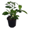 1L Gardenia - Gardenia veitchii