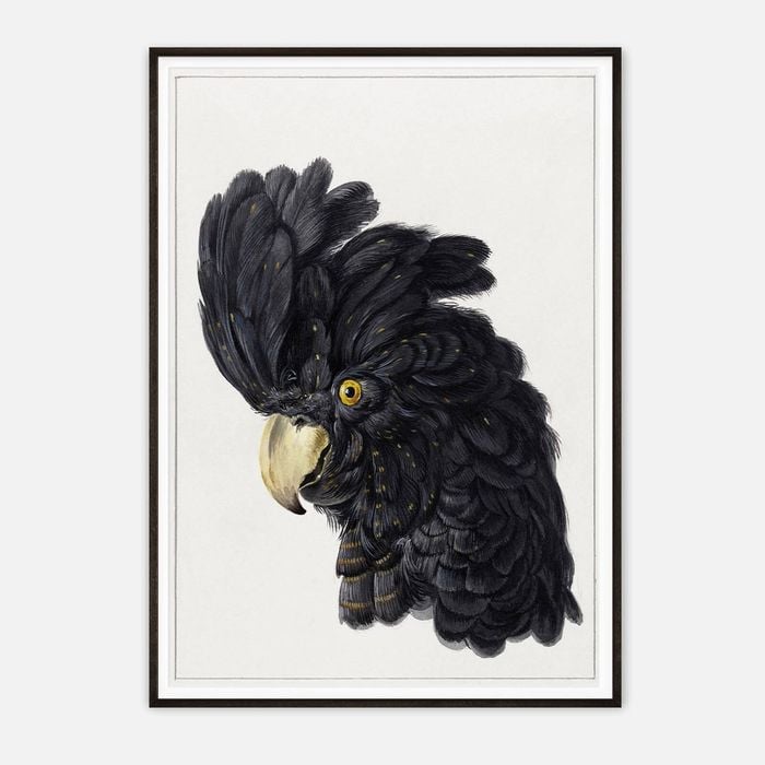 Galrie Stunning Black Cockatoo Art Print - Detailed Vintage Ornithological Illustration, Black Frame, A2 42 x 60cm (16 x 24inch)