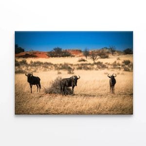 Group of Mammals In a Field  Print 100% Australian Made 90 x 60cm  (Stretched)