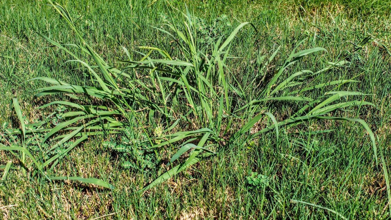 Lawn taken over by Crabgrass weeds