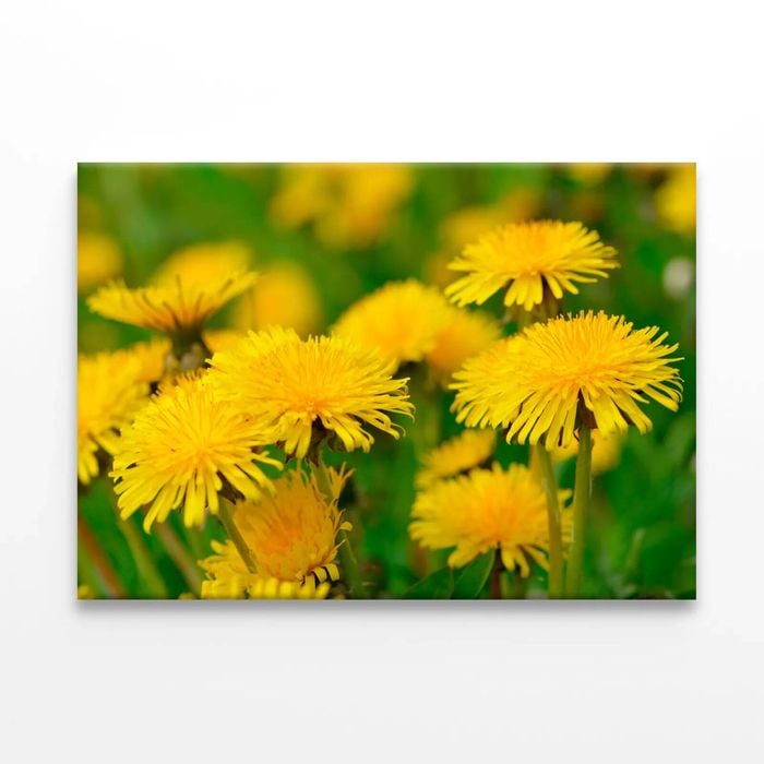 Yellow Flowers Close-Up View  Print 100% Australian Made 75 x 50cm  (Stretched)