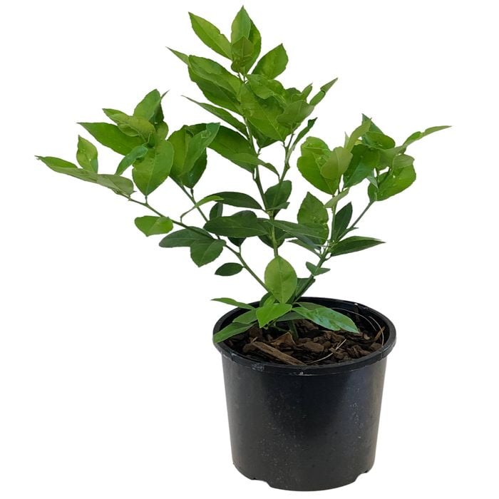 Citrus Lemon Meyer 1.9L  Citrus hybrid 