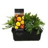Marigold Boy O Boy Mix Punnet - Tagetes patula