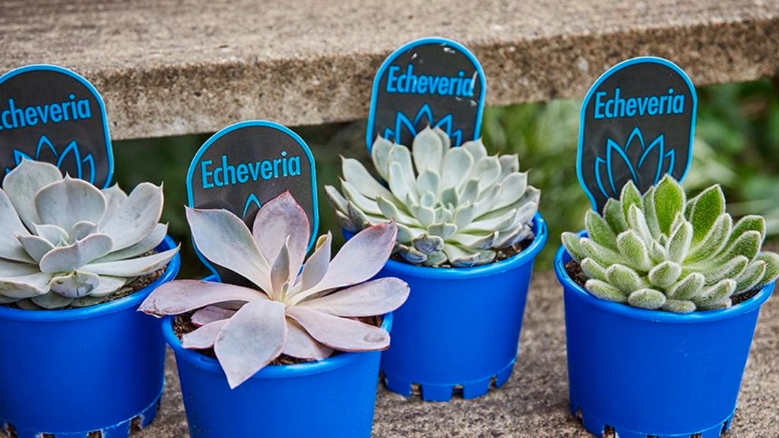 A range of succulents.