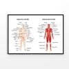 Skeleton & Muscular Systems Print 100% Australian Made 120x90cm (Poster)