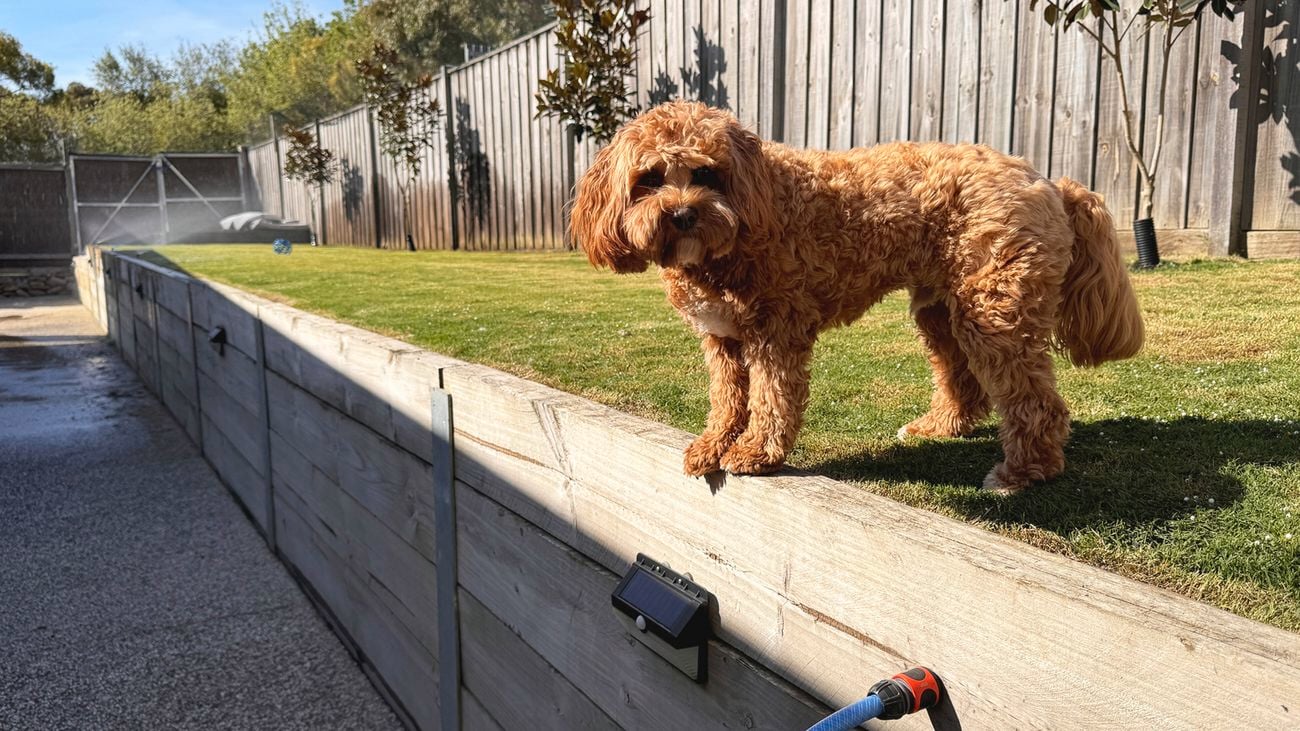 A backyard garden design that consists of a timber retaining wall with a lawn on top and pop up sprinkler system. A Cavoodle dog stands on the lawn.