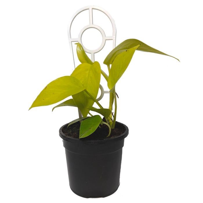 120mm Goldilocks Pothos - Epipremnum aureum Goldilocks