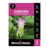 Bloomin Bulbs Curcuma Cordata Pink - 1 Pack