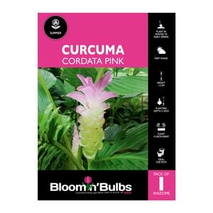 Bloomin Bulbs Curcuma Cordata Pink - 1 Pack