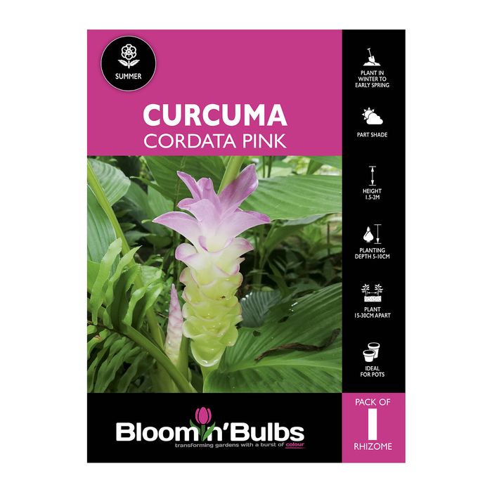 Bloomin Bulbs Curcuma Cordata Pink - 1 Pack