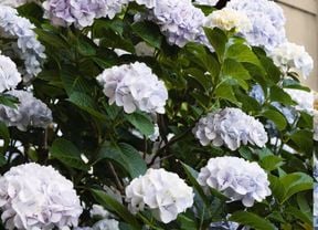 Lilac flowers.