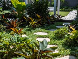 Landscaped garden with dense tropical plants and ground cover, a curved row of circular stepping stones leading to a timber deck and lawn under a pergola, with a grey fence in the background.