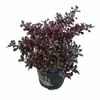 170mm Black Velvet - Coprosma
