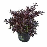 170mm Black Velvet - Coprosma