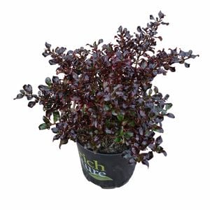 170mm Black Velvet - Coprosma