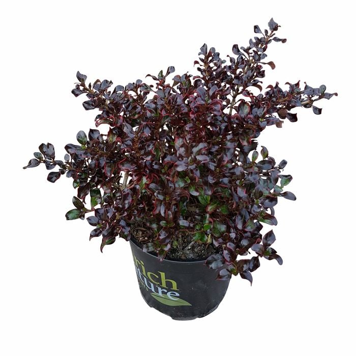 170mm Black Velvet - Coprosma