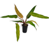 180mm Orange Marmalade - Philodendron erubescens