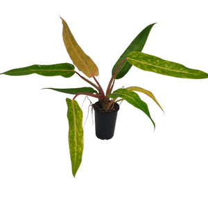 180mm Orange Marmalade - Philodendron erubescens