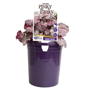 140mm Pinky Panky - Heuchera