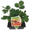 Strawberry - Starwberry ventana - 4 Pack