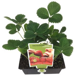 Strawberry - Starwberry ventana - 4 Pack