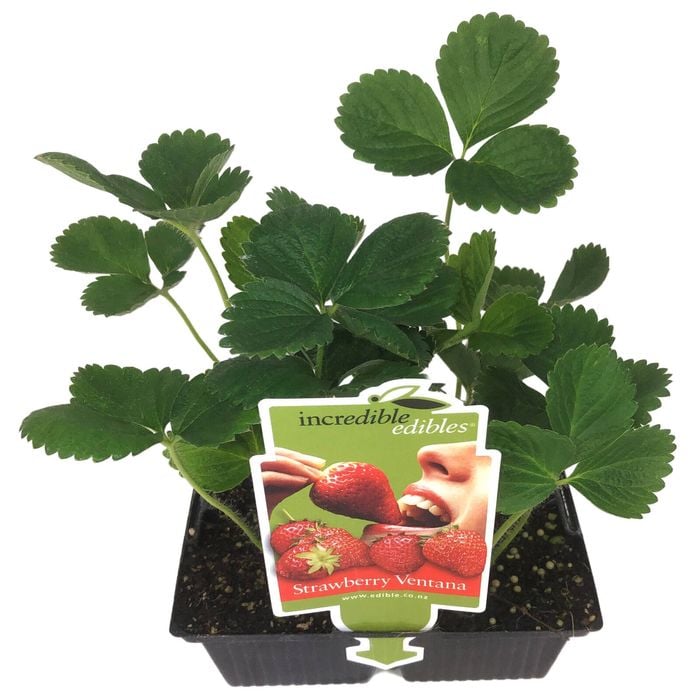 Strawberry - Starwberry ventana - 4 Pack