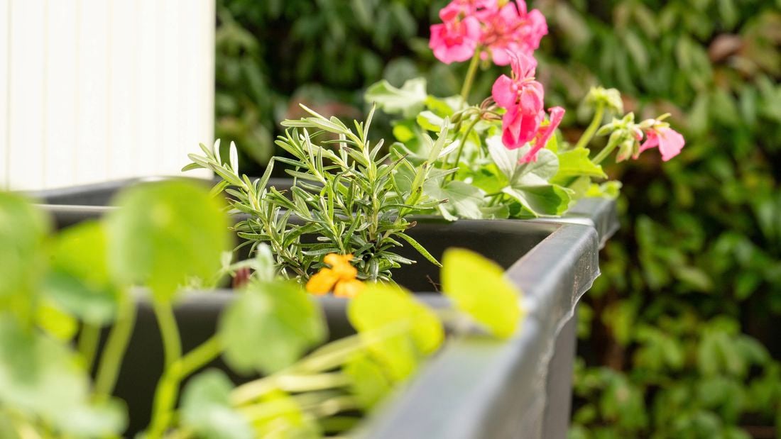 A close-up of a planter box with green foliage and pink flowers, set against a blurred green background.