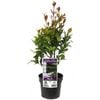 140mm Syzygium Hinterland Gold - Syzygium australe