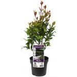140mm Syzygium Hinterland Gold - Syzygium australe