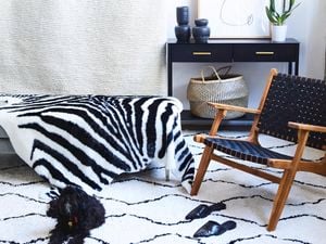 Zebra look rug draped over furniture, surrounded by black furniture and accessories with a black dog on a rug
