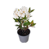 2.5L Vireya White Knight - Rhododendron vireya